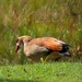 Egyptian Goose running away from me by ludwigsdiana
