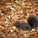 ~Squirrel~ by crowfan