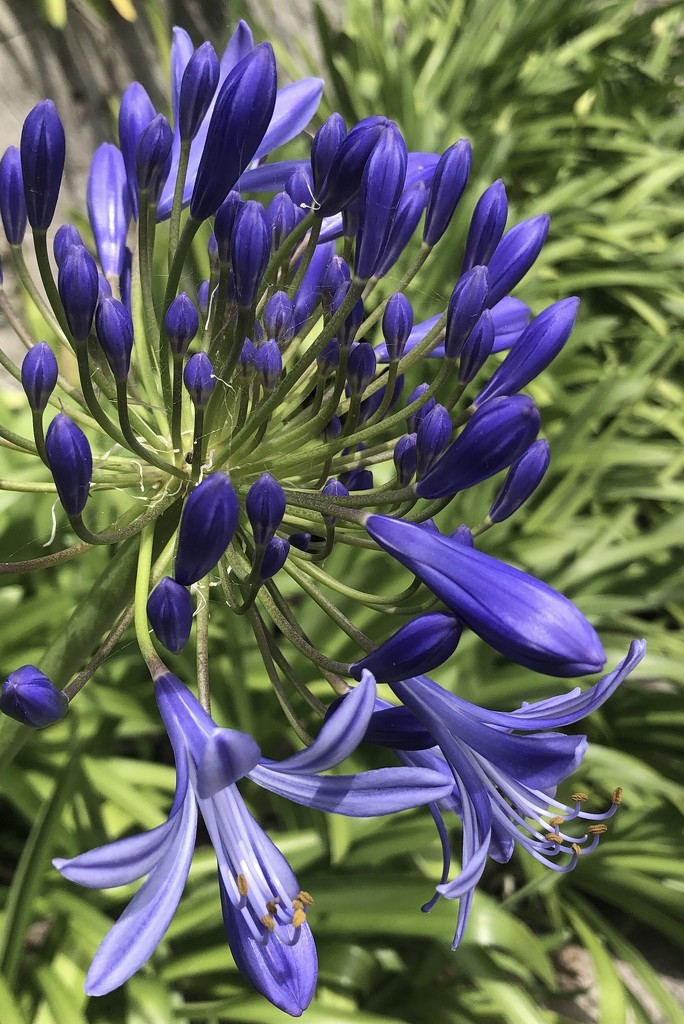 Agapanthus stage 3.  by johnfalconer