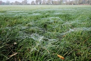 7th Nov 2020 - Spiders Webs?