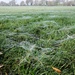 Spiders Webs? by allsop