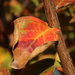 Leaf patterns by louannwarren
