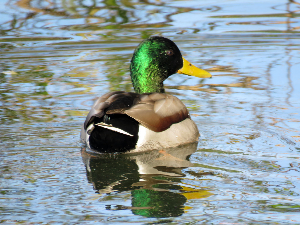 Male Mallard by seattlite