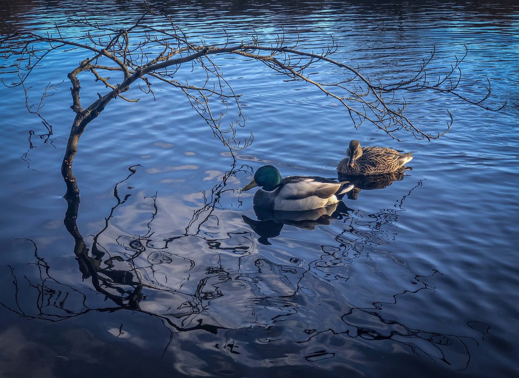Ducks and reflections by shepherdmanswife