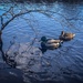 Ducks and reflections by shepherdmanswife