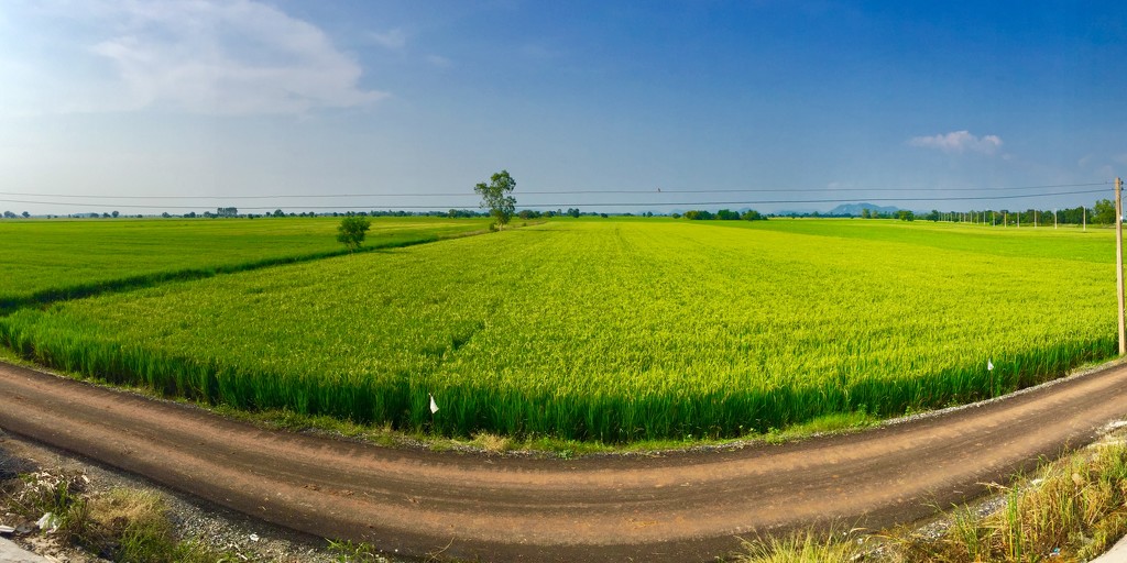 Rice paddy in Central Thailand.  by johnfalconer