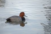 6th Nov 2020 - Redheaded duck