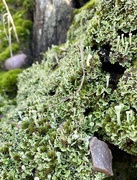 3rd Nov 2020 - Just a bit of lichen