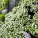 Just a bit of lichen by tinley23