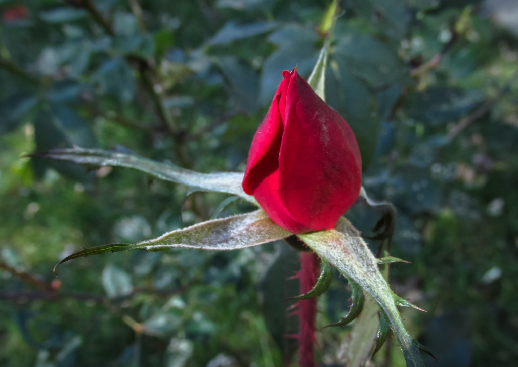 Rose bud by mittens
