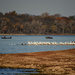 Fishing with the Pelicans by kareenking