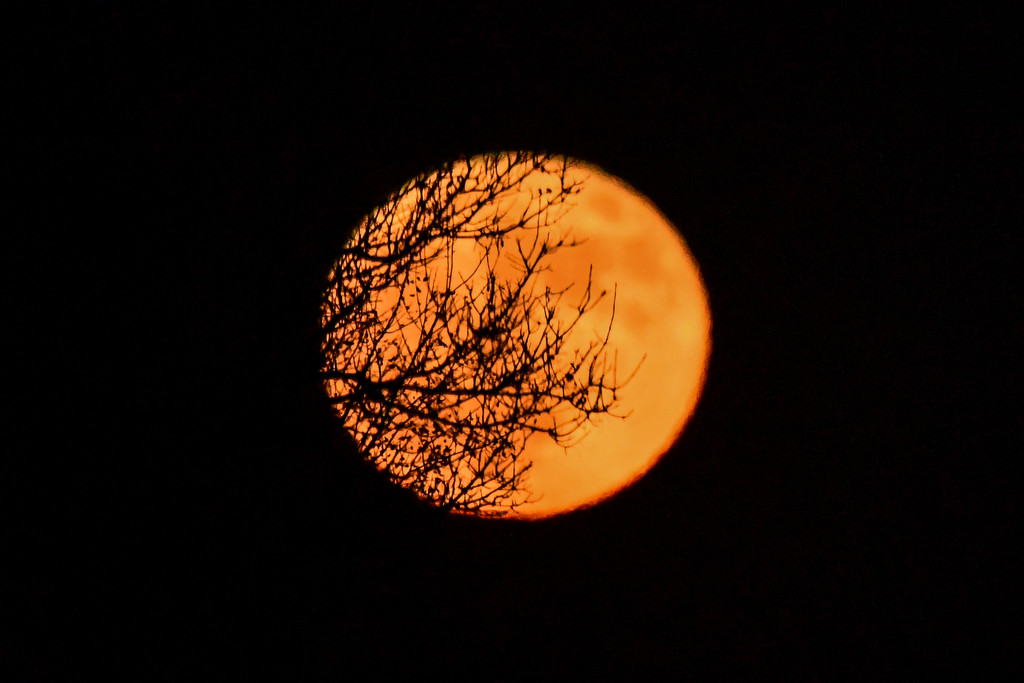 Branches over Blue Moon by kareenking