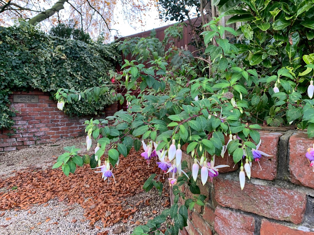 Fuchsias over the garden wall.  by happypat
