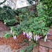Fuchsias over the garden wall.  by happypat