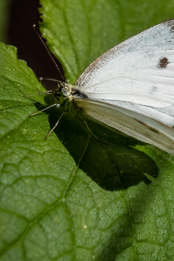 The Very Fast White Butterfly, Closeup  by jyokota