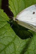 16th Aug 2020 - The Very Fast White Butterfly, Closeup 