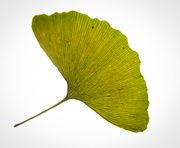 4th Nov 2020 - Ginkgo Leaf
