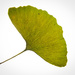 Ginkgo Leaf by 365nick