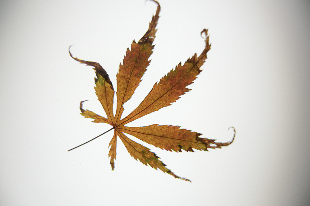 Acer Leaf by 365nick