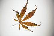5th Nov 2020 - Acer Leaf