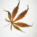 Acer Leaf by 365nick