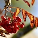 Leaves & Berries by carole_sandford