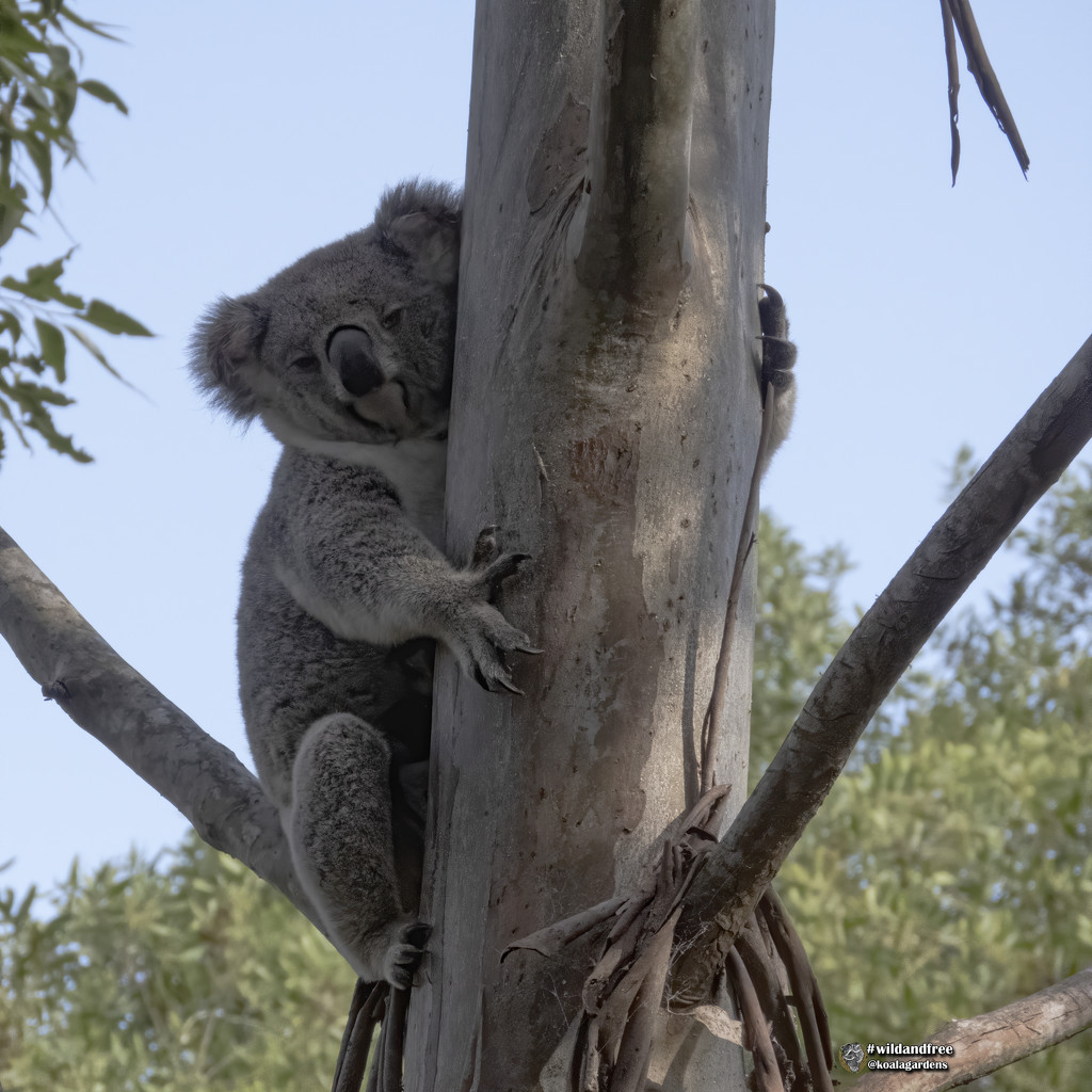 little Miss Maggie by koalagardens