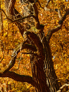 7th Nov 2020 - Autumn tree