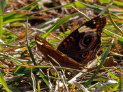 7th Nov 2020 - common buckeye butterfly