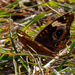 common buckeye butterfly by rminer