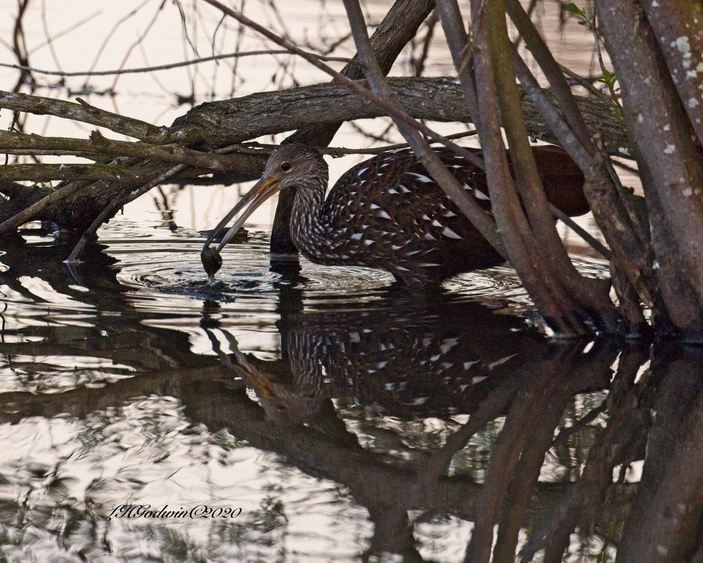 LHG-4258- Limpkin with snail by rontu