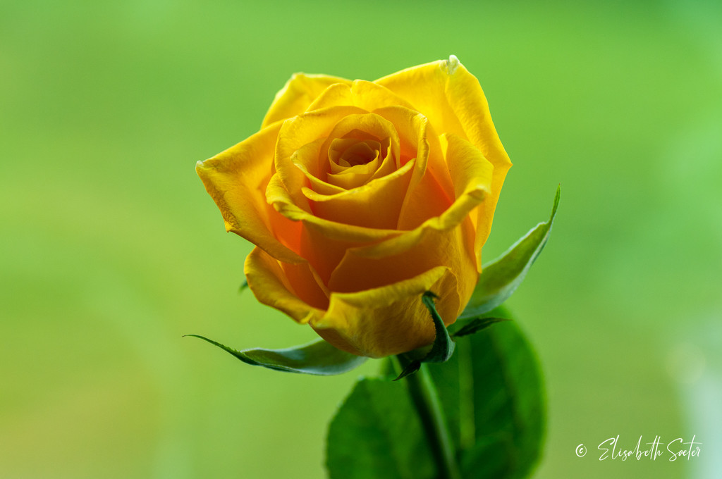 Orange rose  by elisasaeter