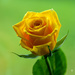 Orange rose  by elisasaeter