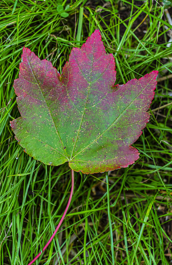 Leaf Pattern by k9photo