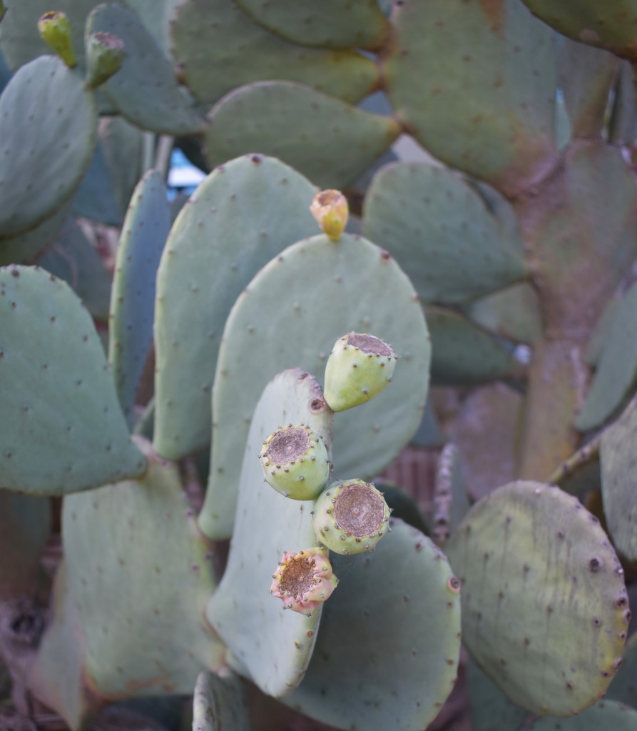 Giant prickly pear by homeschoolmom