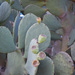 Giant prickly pear by homeschoolmom