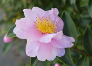 6th Nov 2020 - Pink camellia