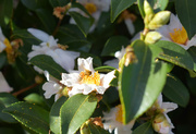 6th Nov 2020 - Camellia honey factory and worker bees