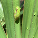Frog, green