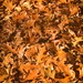 Carpet of leaves by samae
