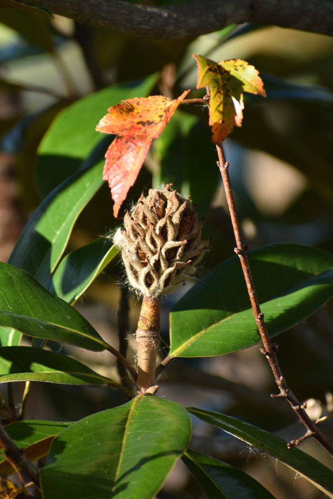 Magnolia fruit and autumn leaves by homeschoolmom