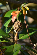 7th Nov 2020 - Magnolia fruit and autumn leaves