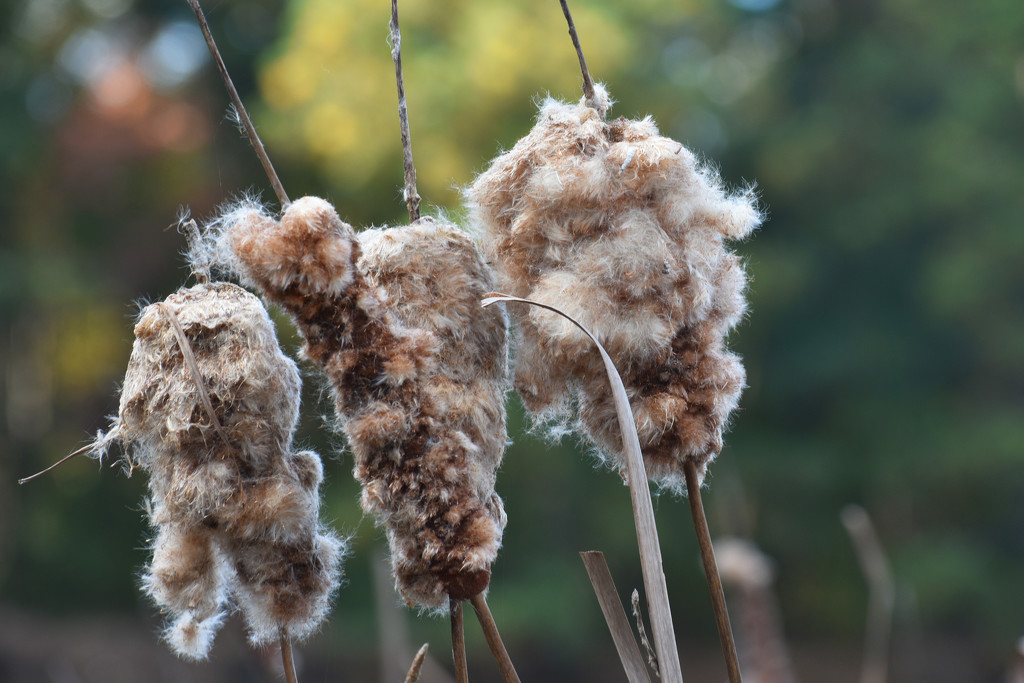 Cattail autumn bokeh by homeschoolmom