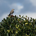 Mockingbird on a bush by homeschoolmom