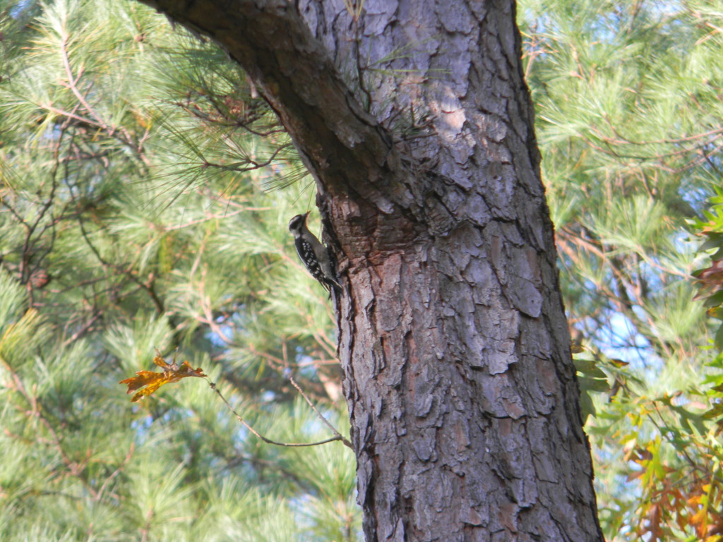 Woodpecker in Pine Tree by sfeldphotos