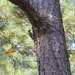 Woodpecker in Pine Tree by sfeldphotos