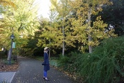 8th Nov 2020 - Checking Out the Ginkgoes