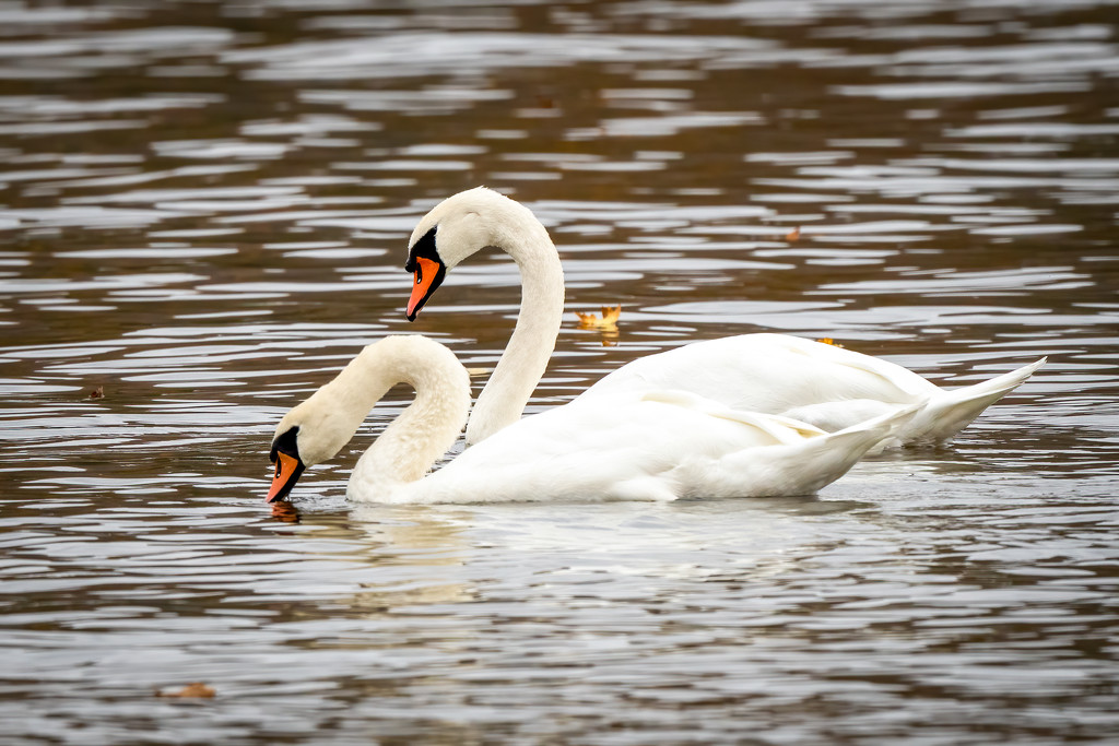 More Swans by nicoleweg