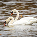 More Swans by nicoleweg