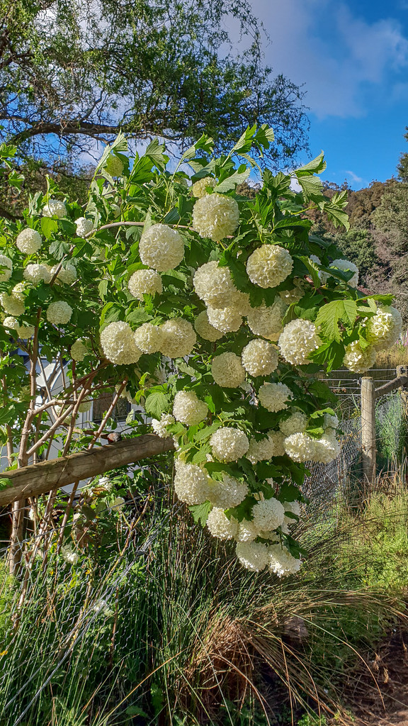 Viburnum snowball bush by gosia